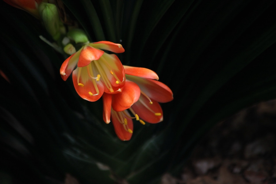 橙色垂笑君子兰花卉植物图片大全