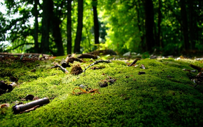 森林翠绿青苔高清桌面壁纸