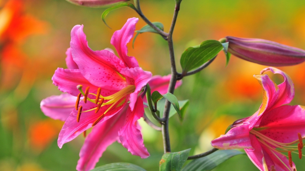 百合花桌面壁纸