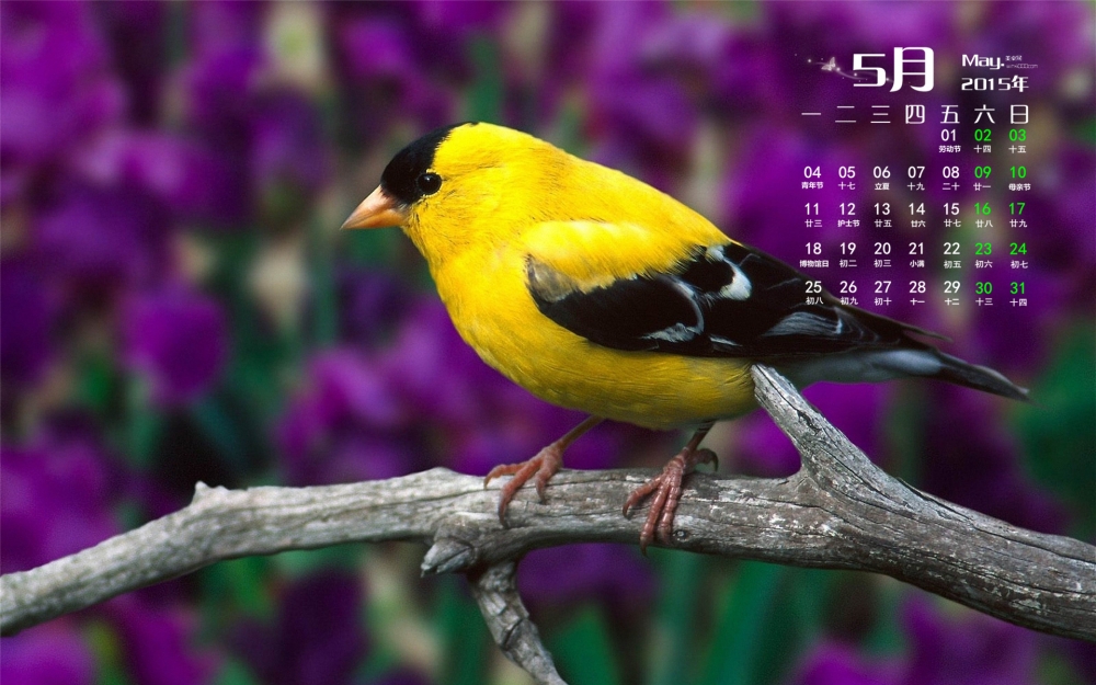 2015年5月日历壁纸站在枝头的金色小鸟高清图片下载