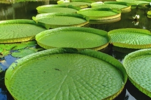 玉盘王莲