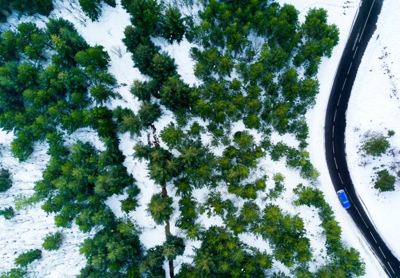 冬季白雪覆盖的树林图片