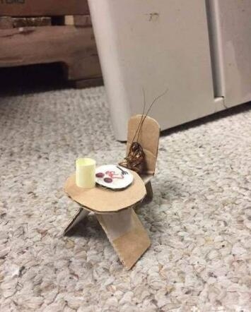 小强，请用餐