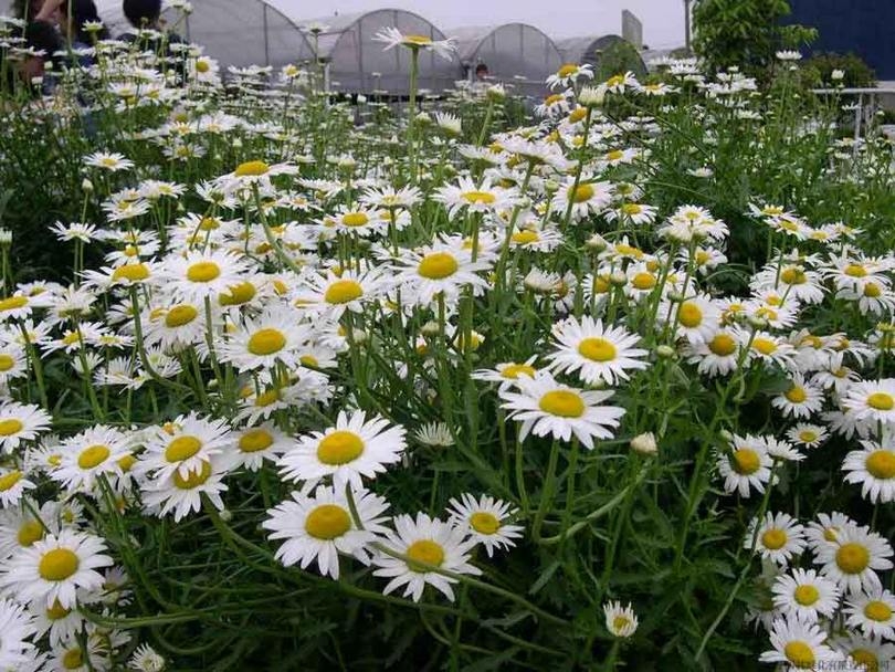 园林绿化观赏花草开花滨菊图片