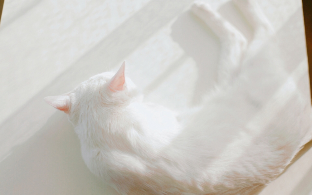 可爱白色网红猫咪