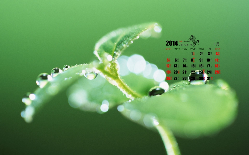 2014年1月日历养眼绿色植物桌面壁纸