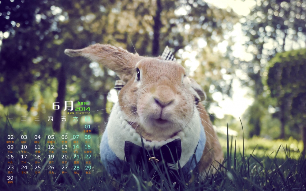 2014年6月日历桌面壁纸可爱超萌兔子图片