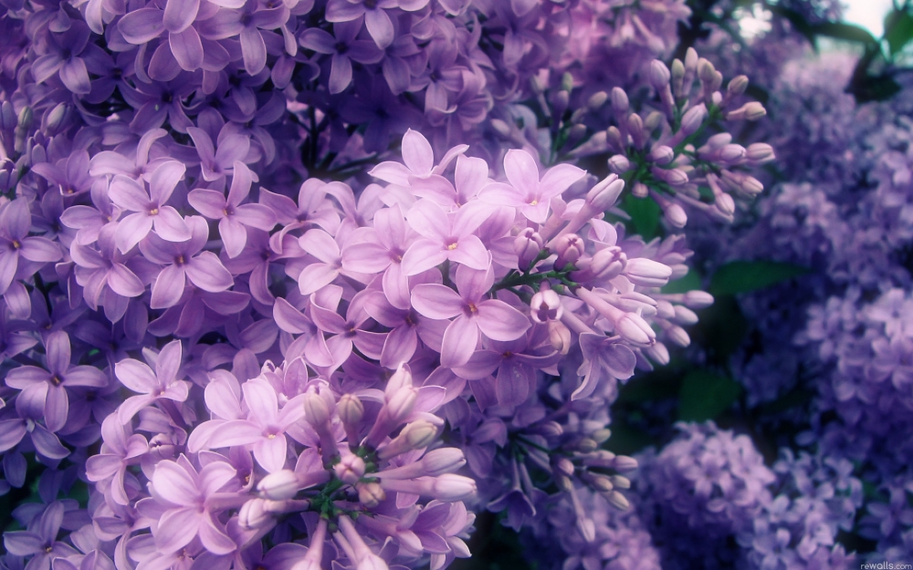 唯美意境淡雅紫色丁香花高清特写桌面壁纸