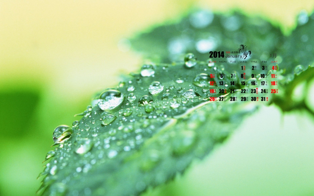 2014年1月日历养眼绿色植物桌面壁纸