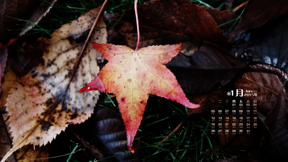 2015年1月日历壁纸秋天飘落的树叶摄影图片高清素材下载