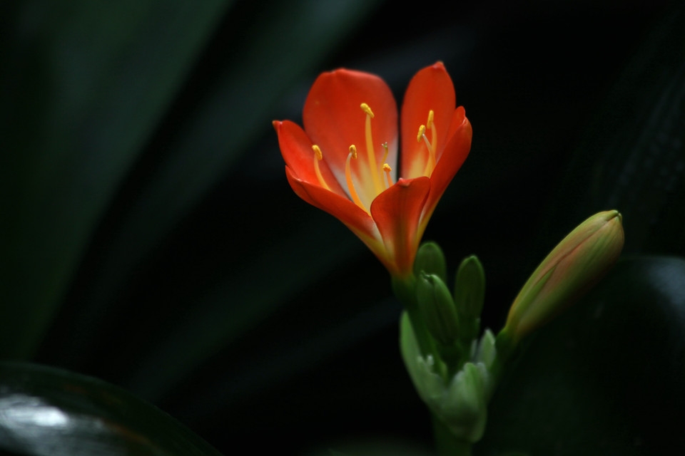 橙色垂笑君子兰花卉植物图片大全