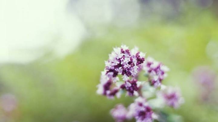 高清唯美花卉植物特写壁纸大全