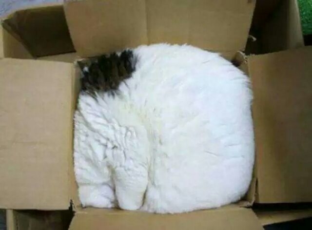 猫大爷：只要我想睡，哪里都是床