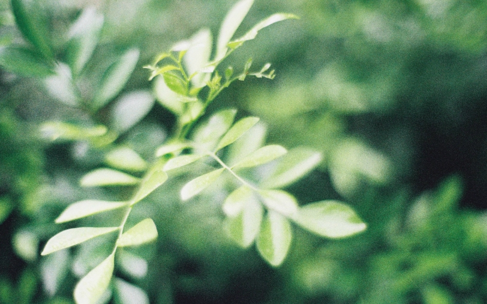 小清新植物绿色护眼高清壁纸