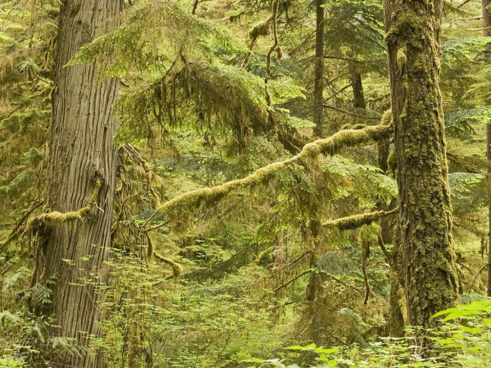 原始森林奇特景观壁纸