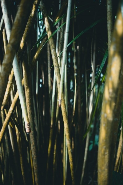 挺拔结实的竹子图片