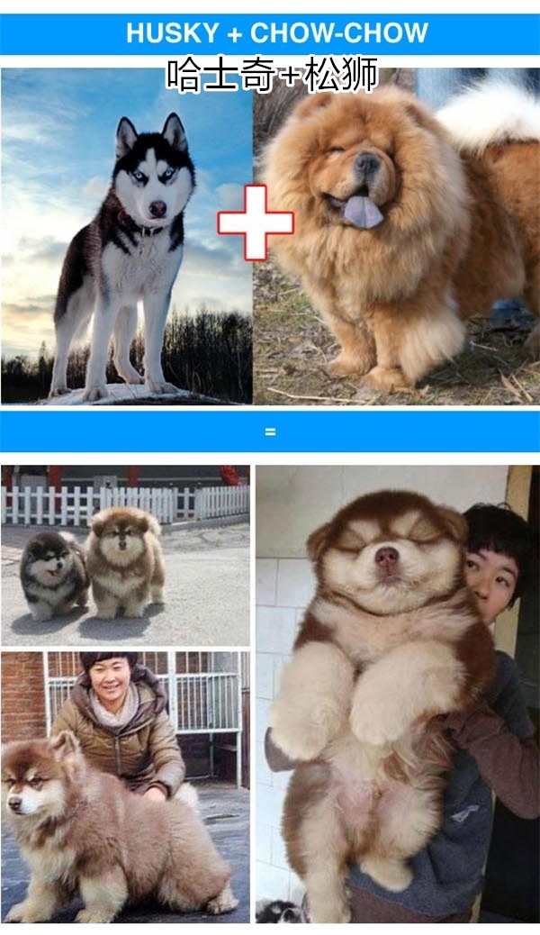 关于混种狗，我真是开了眼界