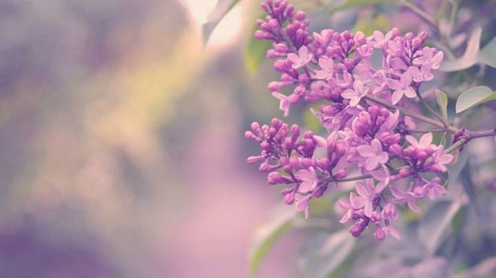 高清唯美花卉植物特写壁纸大全