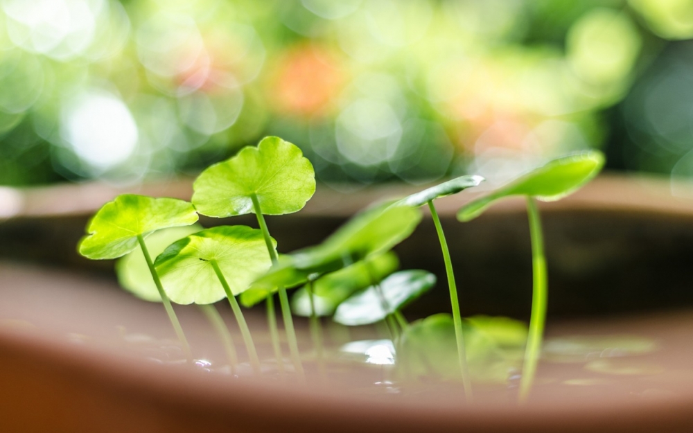 绿色植物高清图片合集清爽干净的电脑桌面壁纸下载第三辑