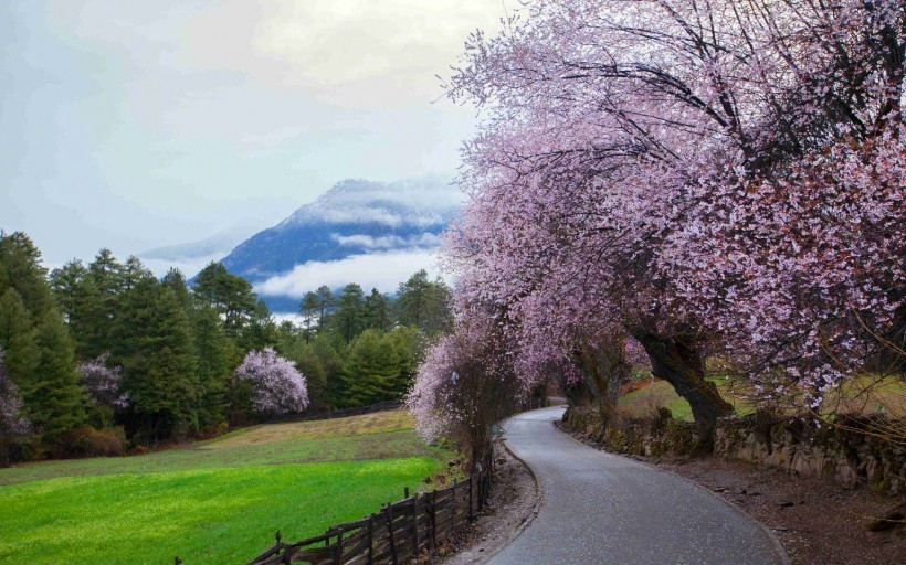 西藏林芝桃花风景高清电脑桌面壁纸