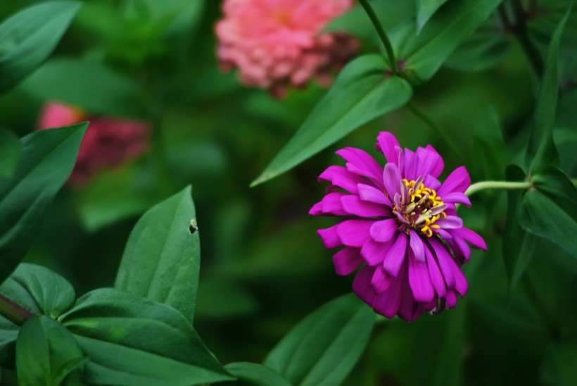 紫色波斯菊图片