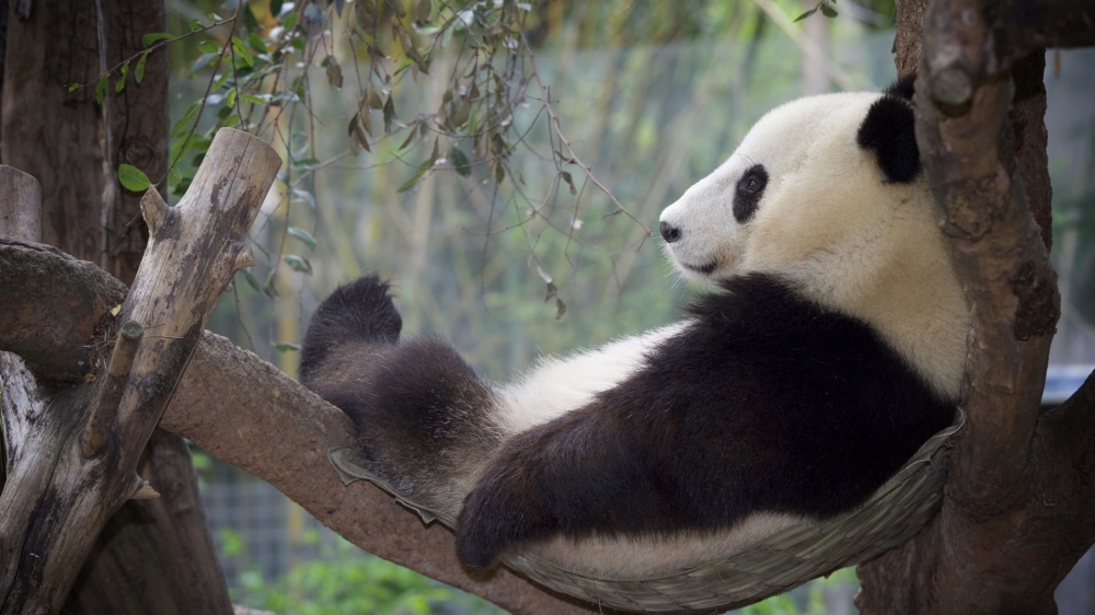 正在休息的大熊猫电脑壁纸