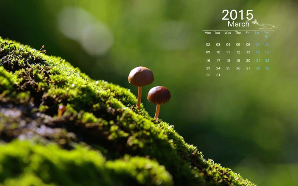 2015年3月日历清新自然的森林里的小蘑菇高清电脑桌面壁纸图片