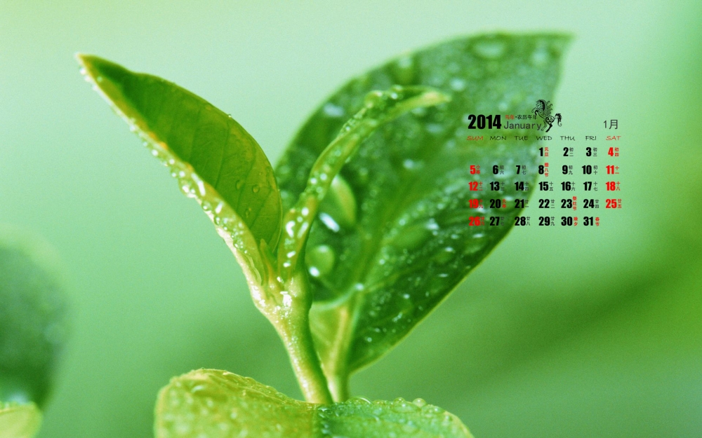 2014年1月日历养眼绿色植物桌面壁纸