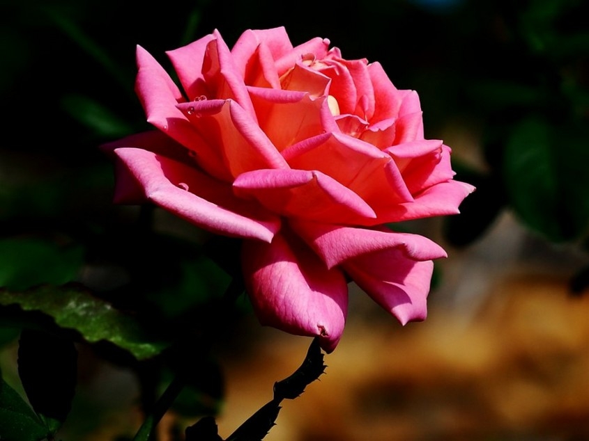 绽放的美艳粉玫瑰花卉特写图片