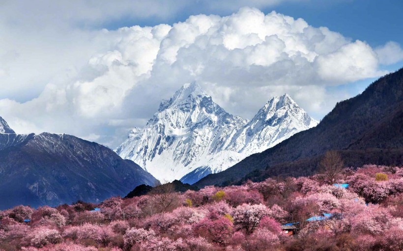 西藏林芝桃花风景高清电脑桌面壁纸