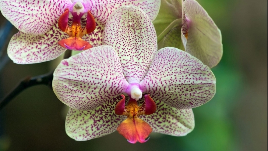 高清唯美花卉兰花桌面壁纸大全