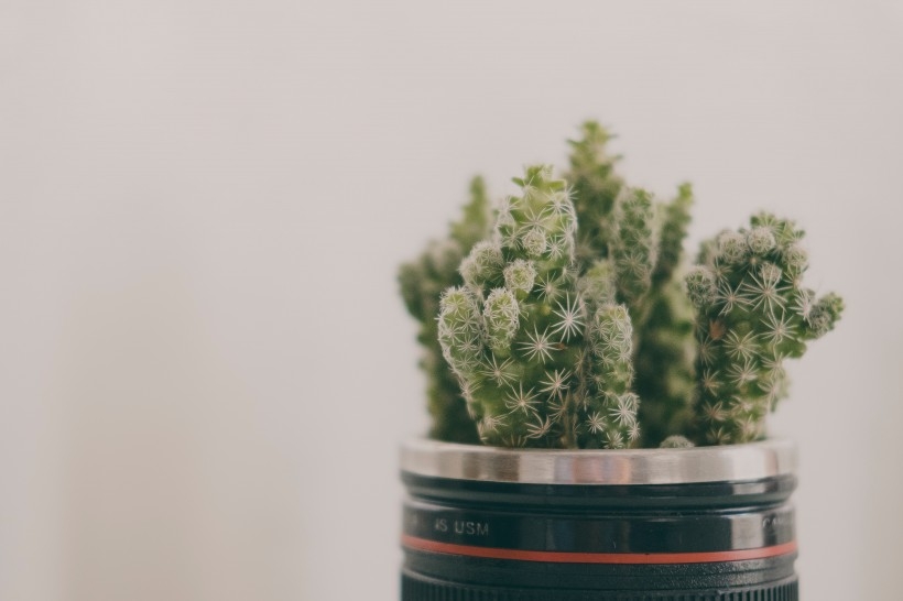 色彩鲜艳的仙人掌盆栽图片