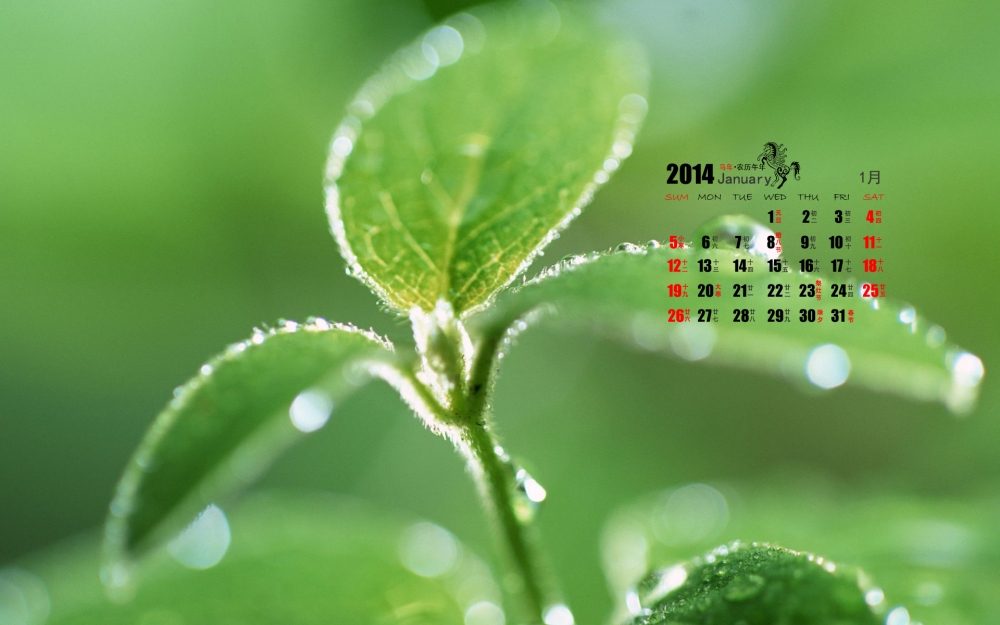 2014年1月日历养眼绿色植物桌面壁纸