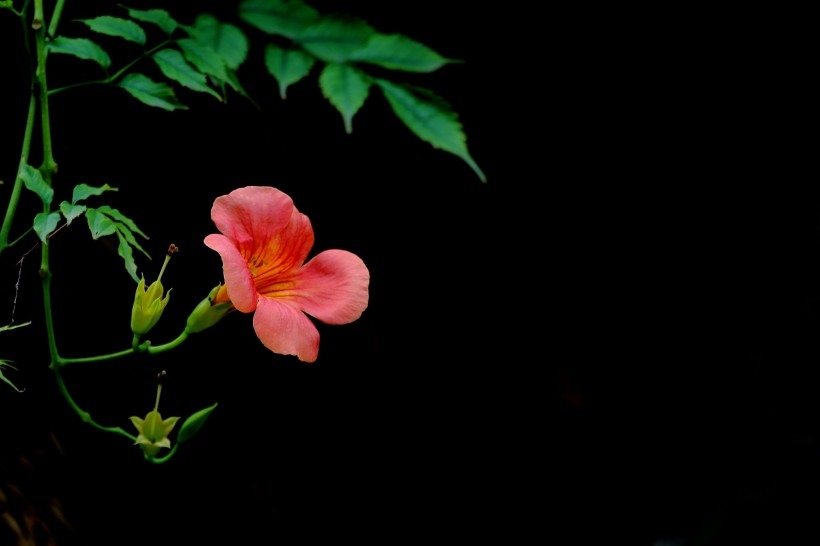 橙色凌霄花图片