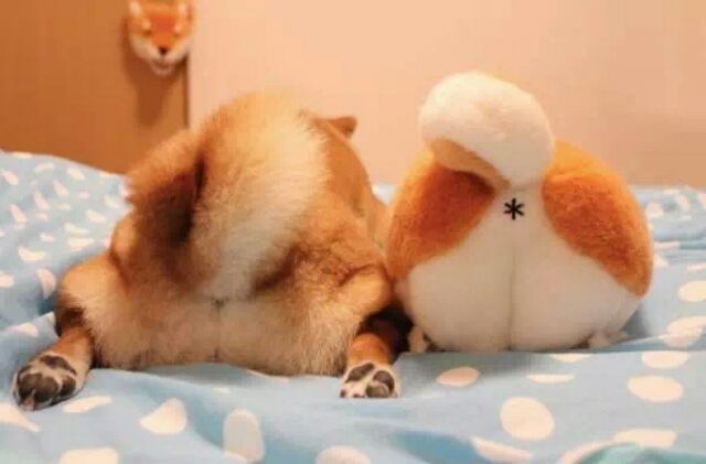 想养一只柴犬和二哈