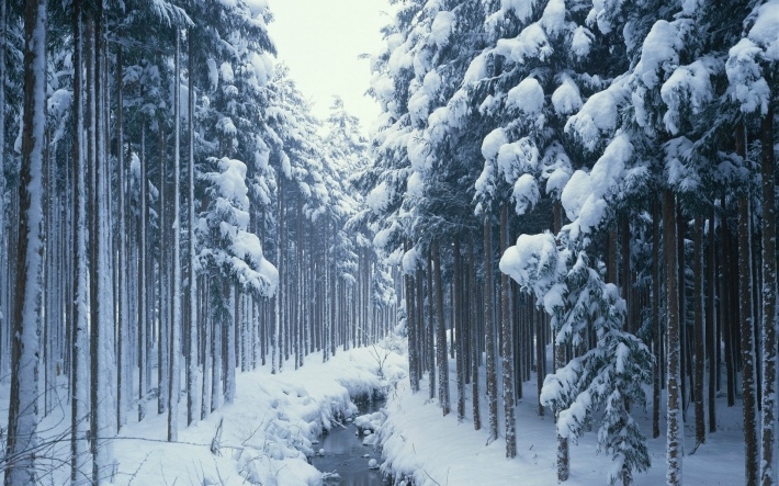 冬日绝美雪景摄影电脑壁纸