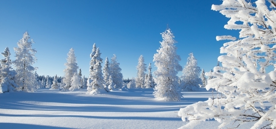 冬天风景 树 雪景图 天空 冬天雪景桌面壁纸