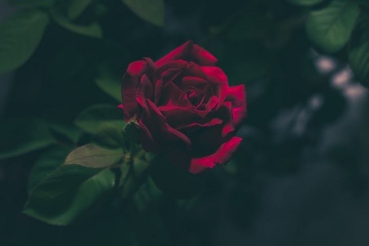 美丽娇艳的红玫瑰花卉特写图片大全