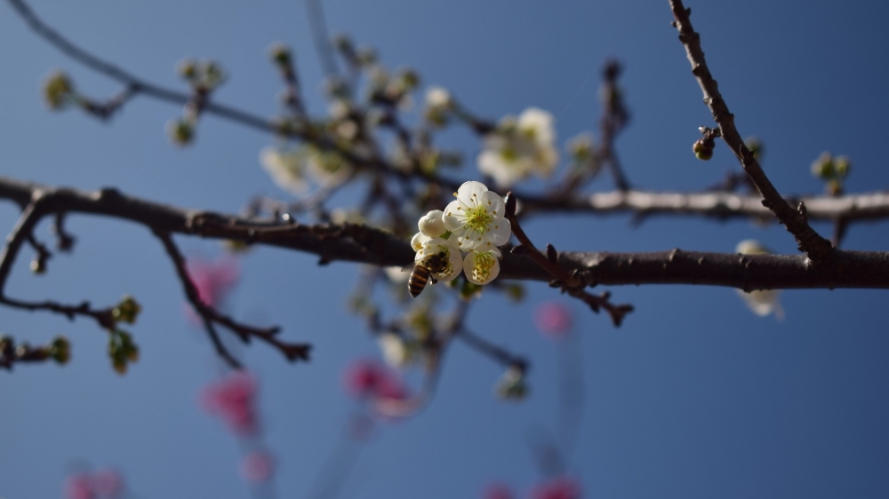 美丽的白色樱花1080p壁纸