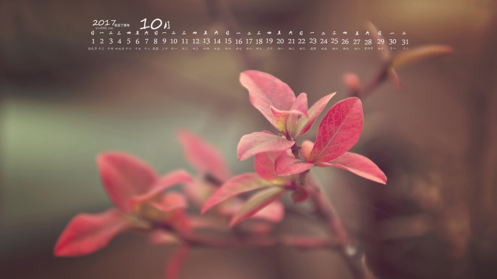 2017年10月亮丽的花朵摄影高清日历壁纸