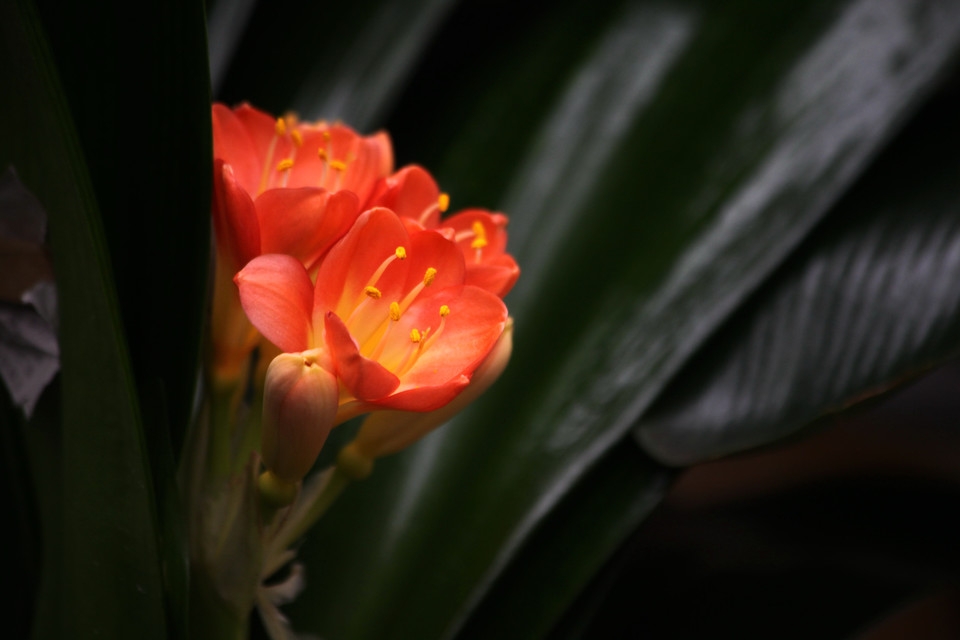 橙色垂笑君子兰花卉植物图片大全