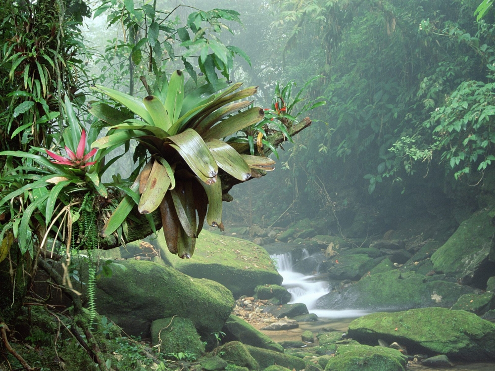 神奇大自然充满绿色植物的热带雨林电脑壁纸