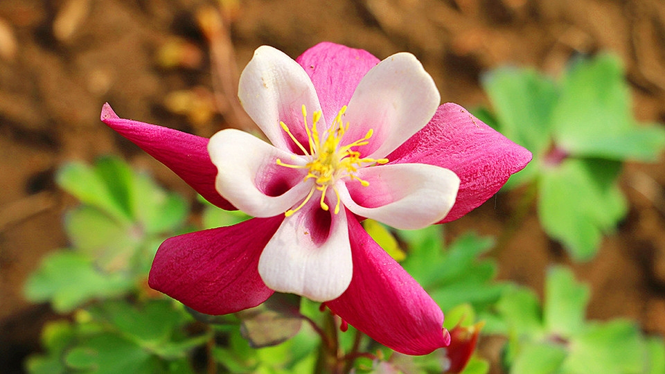 北京玉渊潭公园百花齐绽花草图片