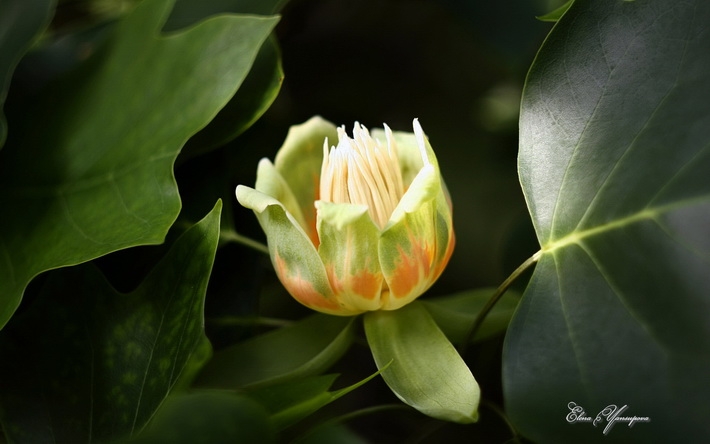 美丽花卉微软官方桌面壁纸
