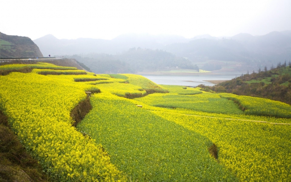 金灿灿的油菜花桌面壁纸