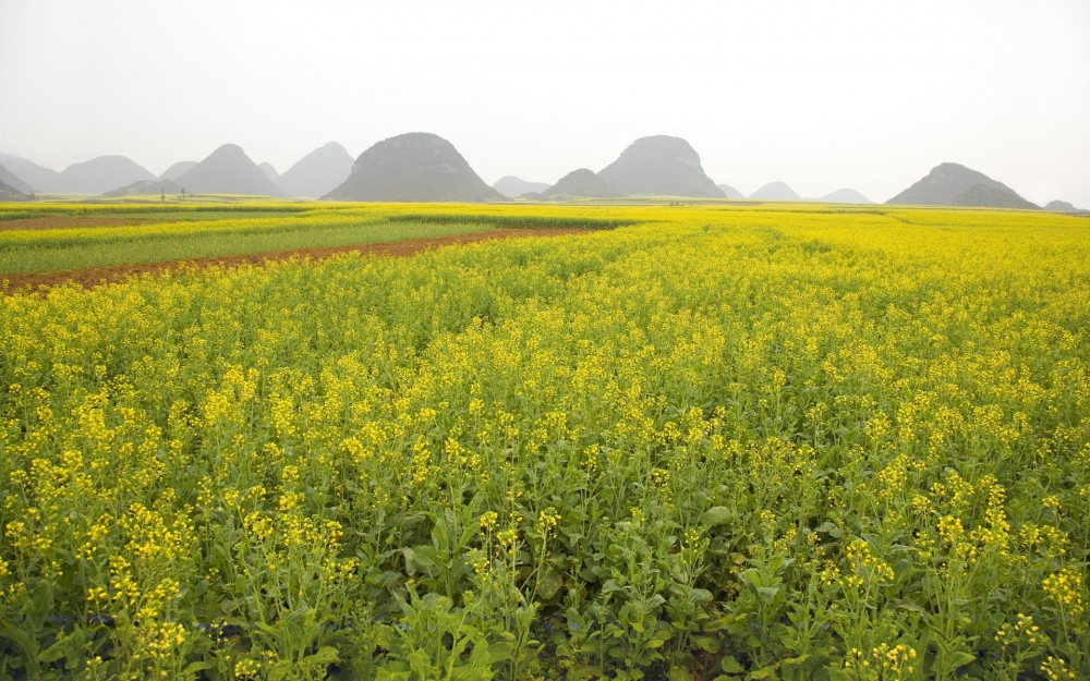 金灿灿的油菜花桌面壁纸