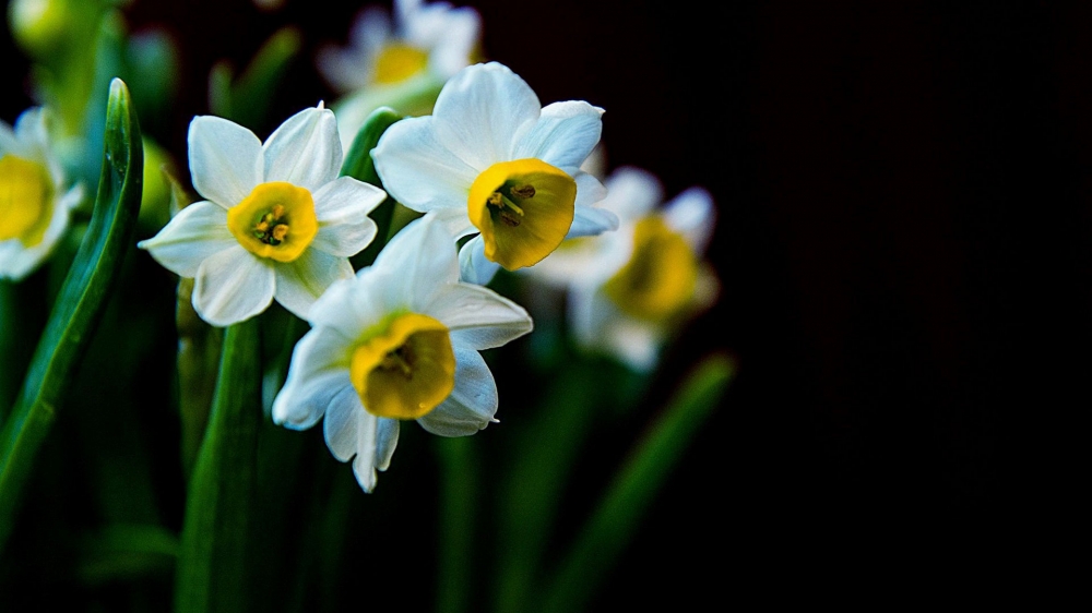 水仙花图片水仙花花语