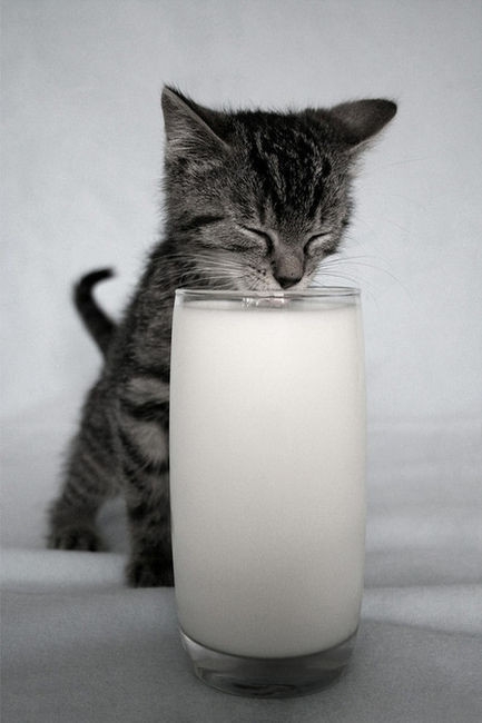 猫的世界，温暖