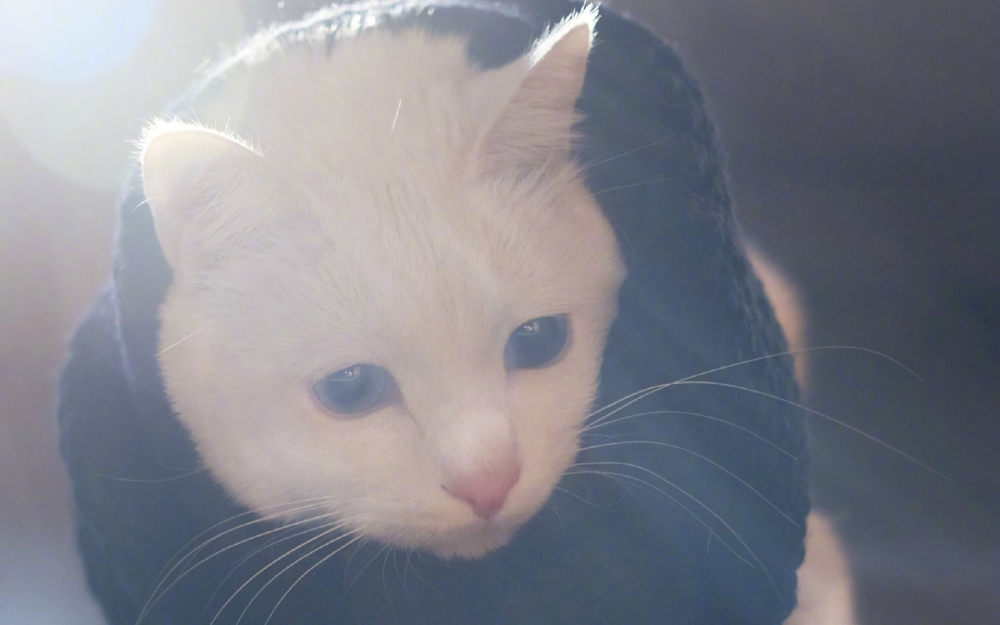 优秀傲娇的猫~om