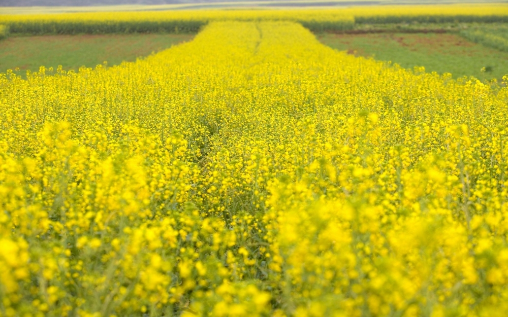 金灿灿的油菜花桌面壁纸